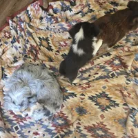 Tri black male, a male Toy Australian Shepherd for sale in Cherokee, AL – Photo 5 of 6