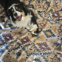 Tri black male, a male Toy Australian Shepherd for sale in Cherokee, AL – Photo 2 of 6
