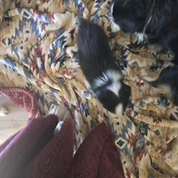 Tri black male, a male Toy Australian Shepherd for sale in Cherokee, AL – Photo 6 of 6