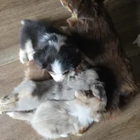 Tri black male, a male Toy Australian Shepherd for sale in Cherokee, AL – Photo 3 of 6