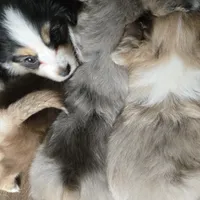 Tri black male, a male Toy Australian Shepherd for sale in Cherokee, AL – Photo 1 of 6