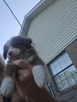 Tri Red Female, a female Toy Australian Shepherd for sale in Cherokee, AL – 4 of 4