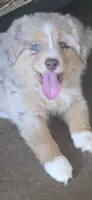 Red merle Mini Aussie, a female Miniature Australian Shepherd and Toy Australian Shepherd for sale in Cherokee, AL – 1 of 3