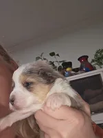 Blue Merle #2, a female Toy Australian Shepherd for sale in Cherokee, AL – Photo 10 of 10