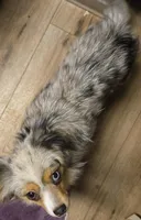 Blue Merle #2, a female Toy Australian Shepherd for sale in Cherokee, AL – Photo 5 of 10