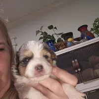 Blue Merle #2, a female Toy Australian Shepherd for sale in Cherokee, AL – Photo 2 of 10