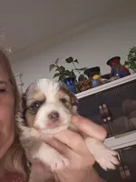 Blue Merle #2, a female Toy Australian Shepherd for sale in Cherokee, AL – Photo 1 of 10