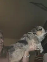 Blue Merle #2, a female Toy Australian Shepherd for sale in Cherokee, AL – Photo 9 of 10