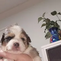 Blue Merle #2, a female Toy Australian Shepherd for sale in Cherokee, AL – Photo 5 of 10