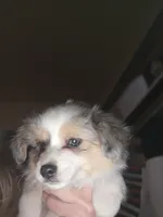 Blue Merle #2, a female Toy Australian Shepherd for sale in Cherokee, AL – Photo 10 of 10