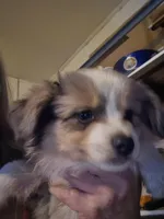 Blue Merle #2, a female Toy Australian Shepherd for sale in Cherokee, AL – Photo 7 of 10
