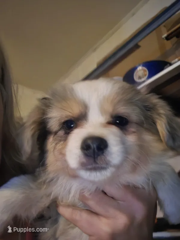 Blue Merle #2 – Toy Australian Shepherd puppy for sale in Cherokee, AL