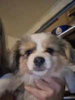 Blue Merle #2, a female Toy Australian Shepherd for sale in Cherokee, AL – Photo 1 of 10