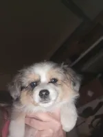 Blue Merle #2, a female Toy Australian Shepherd for sale in Cherokee, AL – Photo 8 of 10