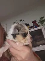 Blue Merle #2, a female Toy Australian Shepherd for sale in Cherokee, AL – Photo 8 of 10