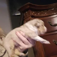 Red Merle Female, a female Miniature Australian Shepherd for sale in Cherokee, AL – Photo 3 of 4