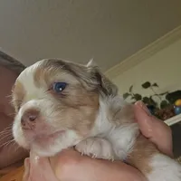 Red Merle Female, a female Miniature Australian Shepherd for sale in Cherokee, AL – Photo 4 of 4