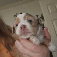 Red Merle Female, a female Miniature Australian Shepherd for sale in Cherokee, AL – Photo 1 of 4