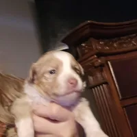 Red Merle Female, a female Miniature Australian Shepherd for sale in Cherokee, AL – Photo 2 of 4