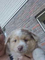 Red Merle Female, a female Toy Australian Shepherd for sale in Cherokee, AL – 5 of 8