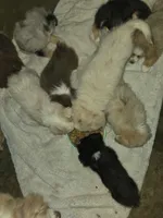 Tri black female very small, a female Toy Australian Shepherd for sale in Cherokee, AL – 8 of 8