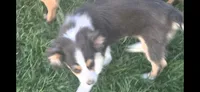 Skipper, a male Miniature Australian Shepherd for sale in Cherokee, AL – 3 of 5