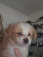 Blonde light red tri color, a male Toy Australian Shepherd for sale in Cherokee, AL – 3 of 4