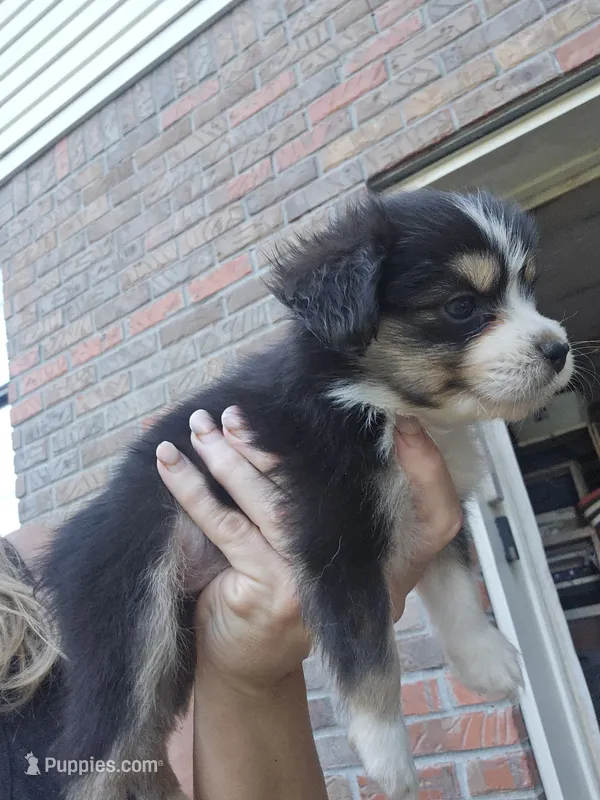 Tri red female very small – Toy Australian Shepherd puppy for sale in Cherokee, AL