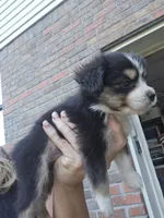 Tri red female very small, a female Toy Australian Shepherd for sale in Cherokee, AL – 1 of 6