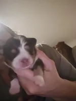 Tri Red Male, a male Miniature American Shepherd for sale in Cherokee, AL – Photo 1 of 5