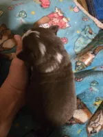 Tri Red Male, a male Miniature American Shepherd for sale in Cherokee, AL – Photo 3 of 5