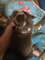 Tri Red Male, a male Miniature American Shepherd for sale in Cherokee, AL – Photo 5 of 5