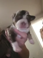 Tri Red Male, a male Miniature American Shepherd for sale in Cherokee, AL – Photo 4 of 5