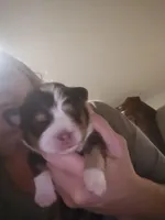 Tri Red Male, a male Miniature American Shepherd for sale in Cherokee, AL – Photo 2 of 5