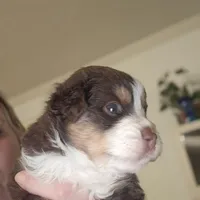 Tri Red Male, a male Miniature American Shepherd for sale in Cherokee, AL – Photo 6 of 6