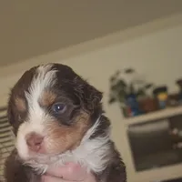 Tri Red Male, a male Miniature American Shepherd for sale in Cherokee, AL – Photo 4 of 6