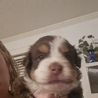 Tri Red Male, a male Miniature American Shepherd for sale in Cherokee, AL – Photo 3 of 6