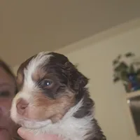 Tri Red Male, a male Miniature American Shepherd for sale in Cherokee, AL – Photo 2 of 6