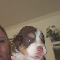 Tri Red Male, a male Miniature American Shepherd for sale in Cherokee, AL – Photo 5 of 6