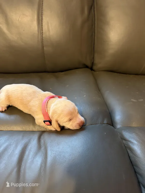 Pink – Miniature Dachshund puppy for sale in Mccomb, MS