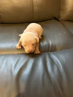 Yellow , a female Miniature Dachshund for sale in Mccomb, MS – Photo 2 of 2