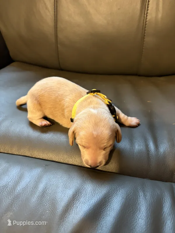 Yellow  – Miniature Dachshund puppy for sale in Mccomb, MS