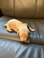 Yellow , a female Miniature Dachshund for sale in Mccomb, MS – Photo 1 of 2