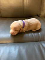 Purple, a female Miniature Dachshund for sale in Mccomb, MS – Photo 2 of 3