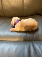Purple, a female Miniature Dachshund for sale in Mccomb, MS – Photo 3 of 3