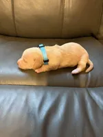 Light blue , a male Miniature Dachshund for sale in Mccomb, MS – Photo 2 of 3