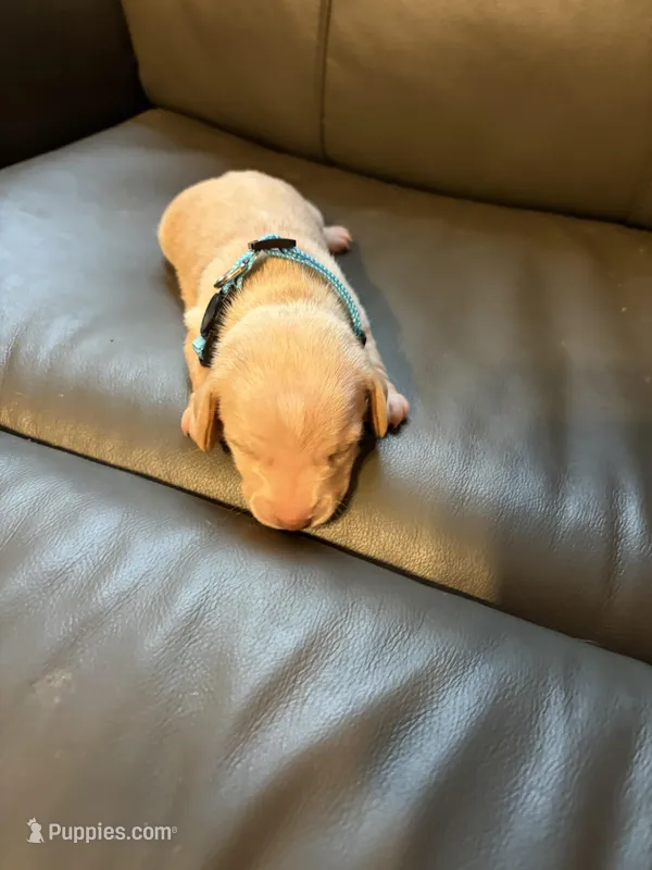Light blue  – Miniature Dachshund puppy for sale in Mccomb, MS