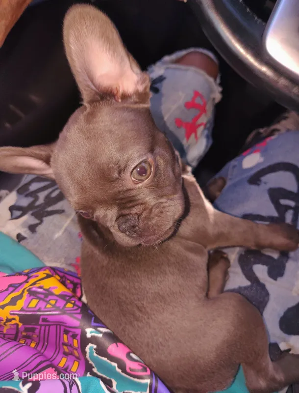Cocomocha (AKC) – French Bulldog puppy for sale in Dallas, TX