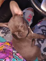 Cocomocha (AKC), a female French Bulldog for sale in Dallas, TX – 1 of 3