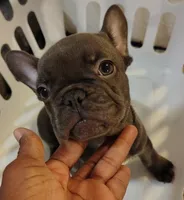 Cocomocha (AKC), a female French Bulldog for sale in Dallas, TX – 2 of 3
